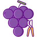 healthy food,food and restaurant,fruit,grape,farming and gardening,agriculture,harvest,farming,grape harvest ok 